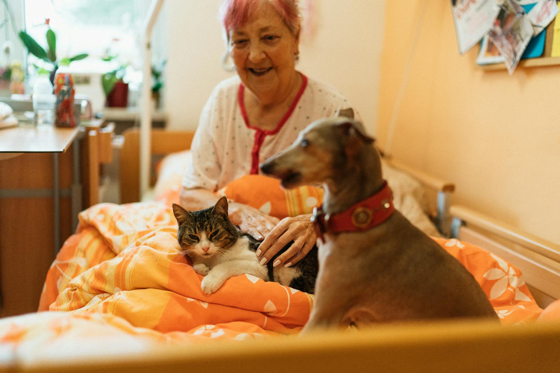 Starsza kobieta w sypialni przytula psa i kota